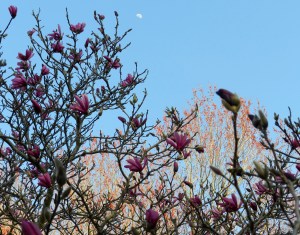 Magnolia tree with maples and the moon in the background
