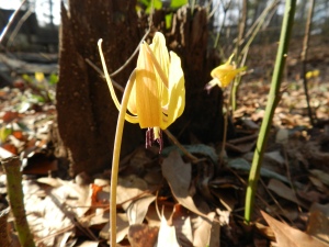 Trout Lilies are an early herald of spring.