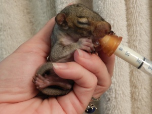Baby squirrels require numerous feedings each day.