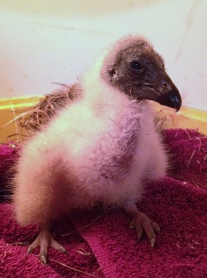 baby vulture (1)