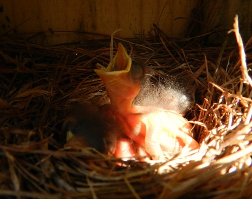 Baby bluebirds (1)