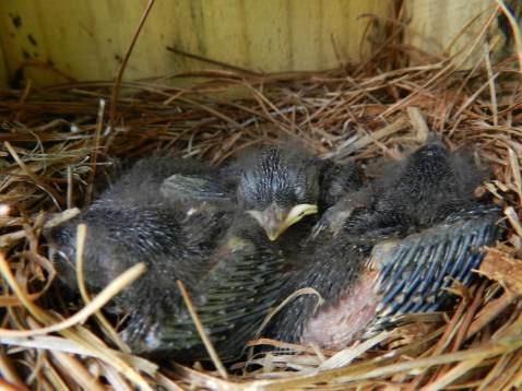 Baby bluebirds (2)