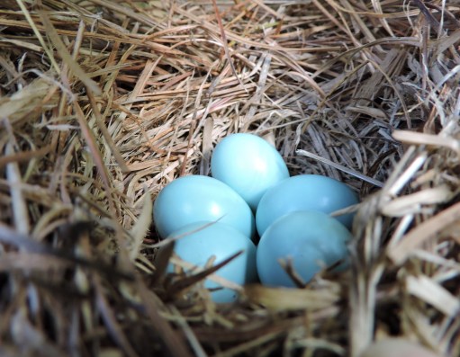 Bluebird eggs (2)