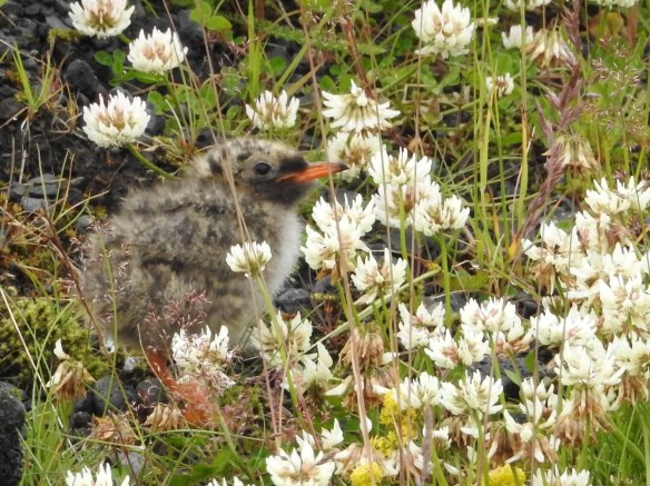 arctic-tern-chick-by-melanie-furr