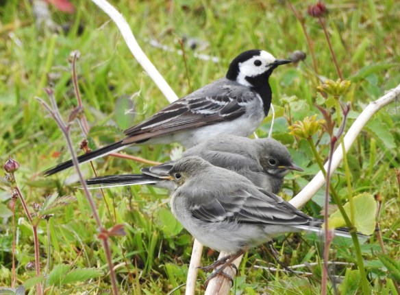 white-wagtail-with-fledglings-by-melanie-furr